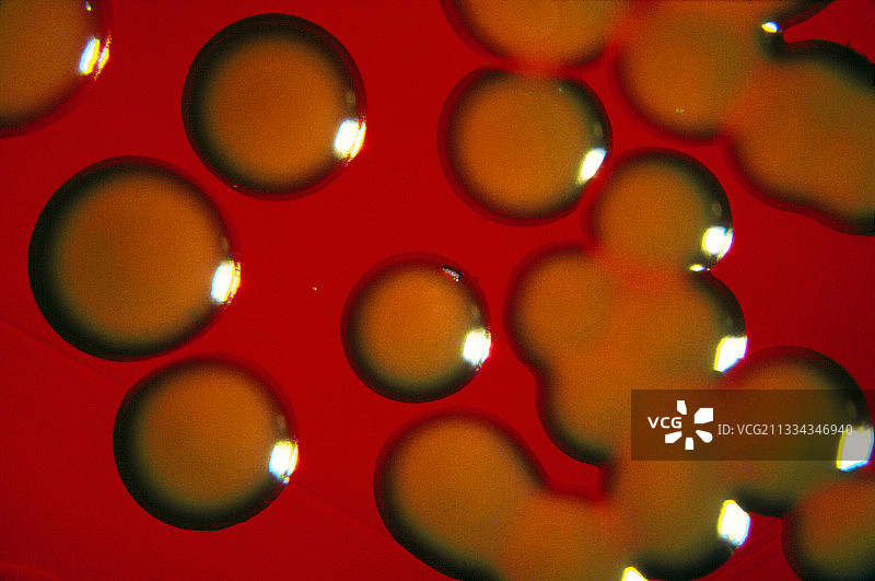 葡萄球菌培养图片素材