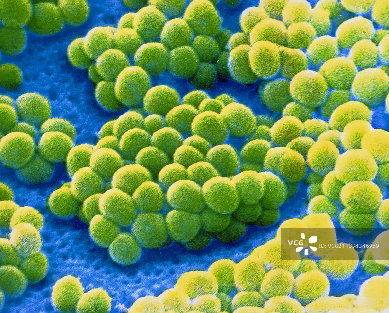 金黄色葡萄球菌图片素材