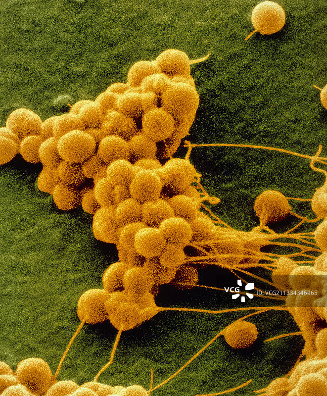 表皮葡萄球菌图片素材