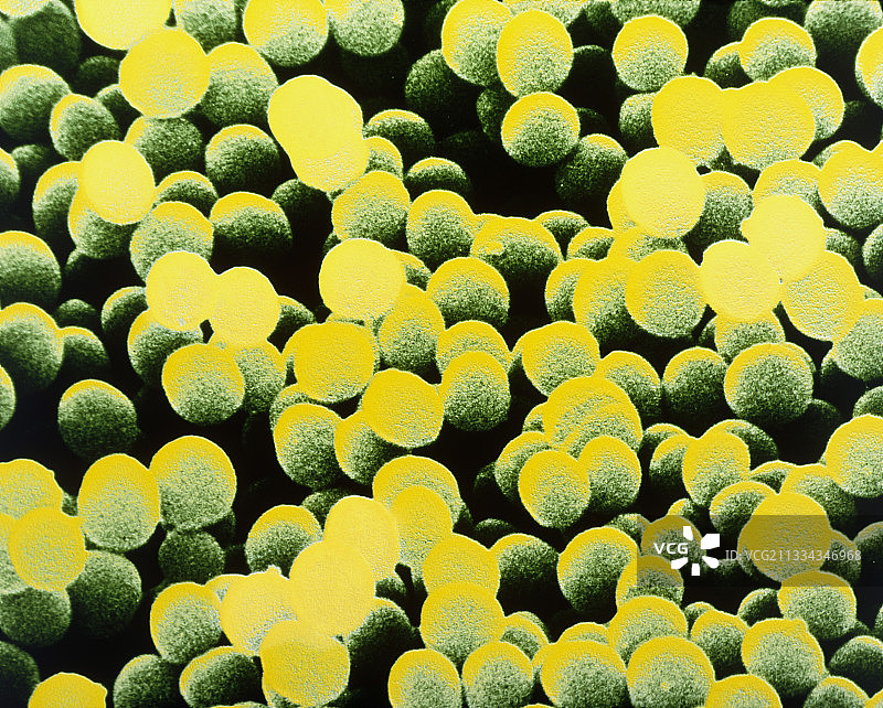 金黄色葡萄球菌图片素材