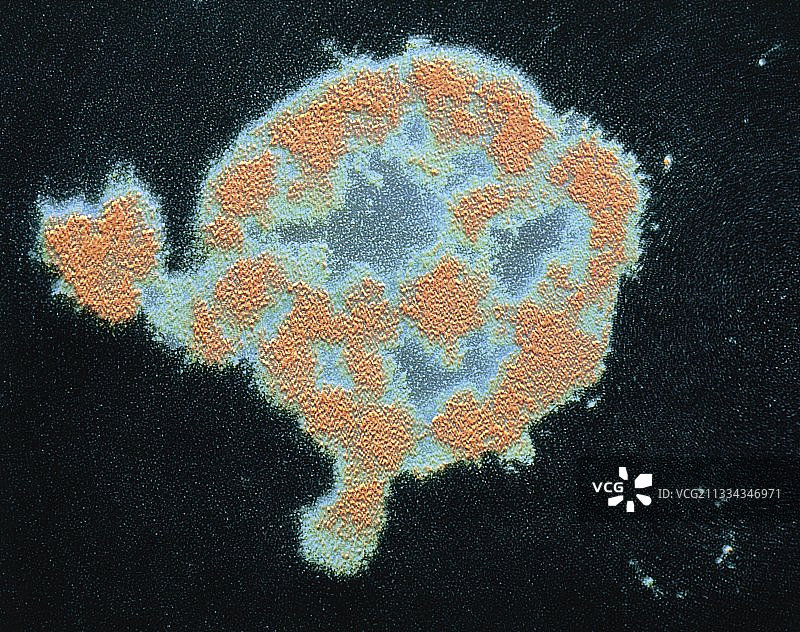 葡萄球菌细菌破裂图片素材