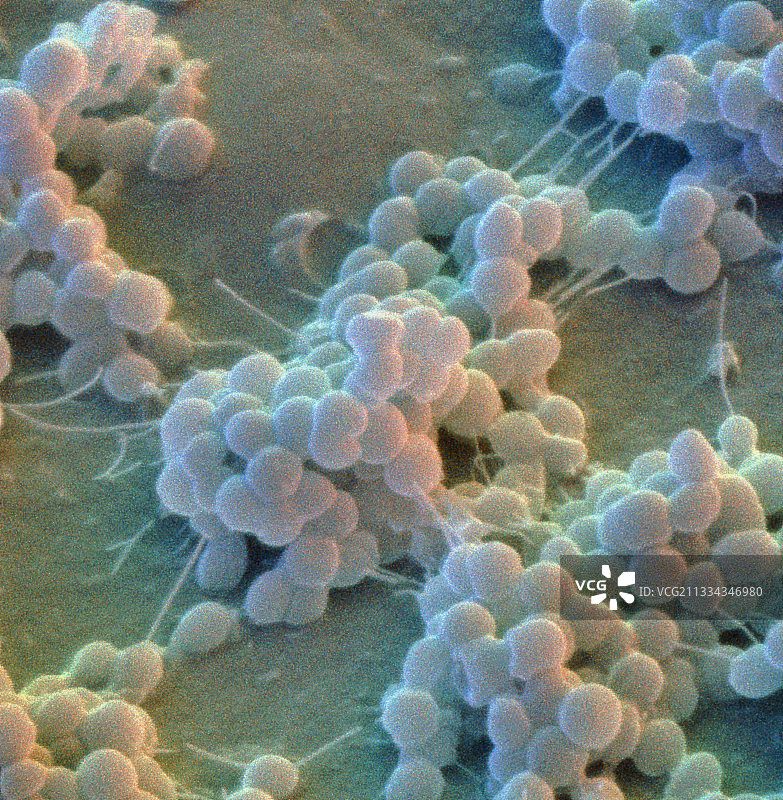 表皮葡萄球菌细菌的彩色扫描电镜图图片素材