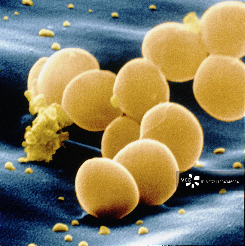 金黄色葡萄球菌的SEM图片素材