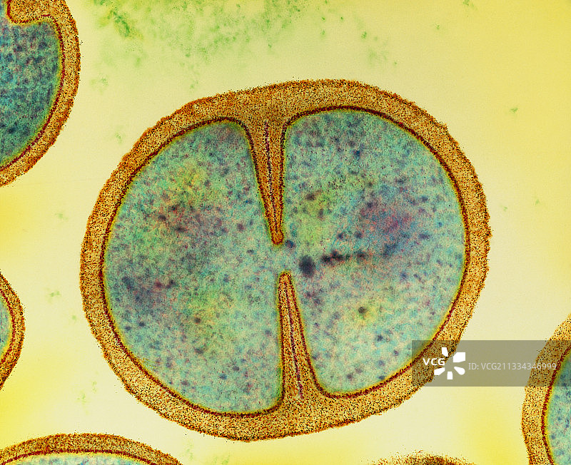 表皮葡萄球菌的分裂图片素材