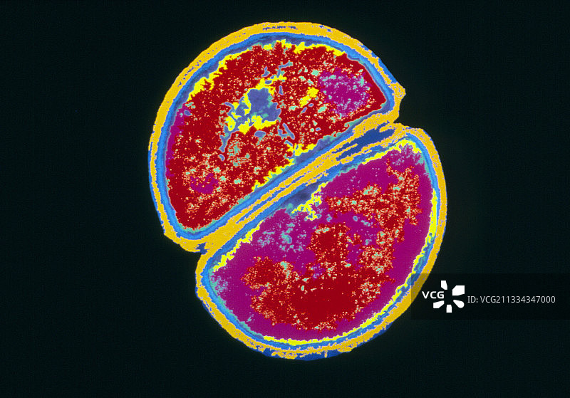 金黄色葡萄球菌分裂图片素材
