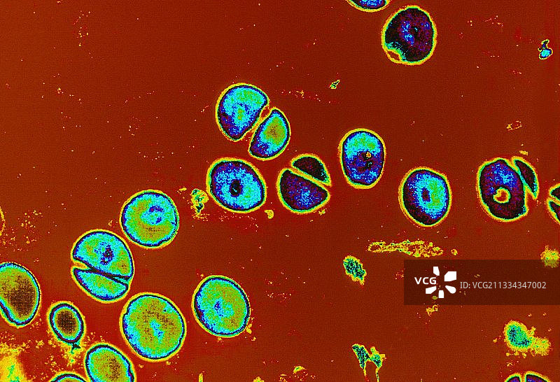 分裂的葡萄球菌图片素材