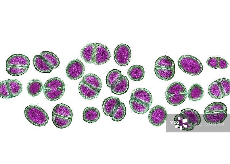 耐甲氧西林金黄色葡萄球菌，透射电子显微镜图片素材