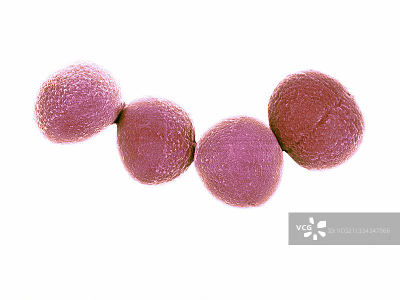 金黄色葡萄球菌，扫描电子显微镜图片素材