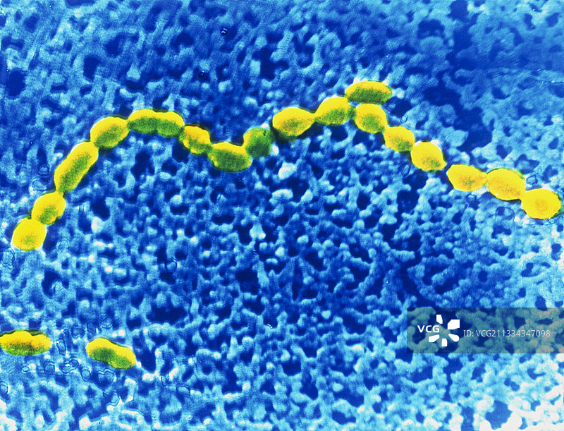 粪肠球菌图片素材