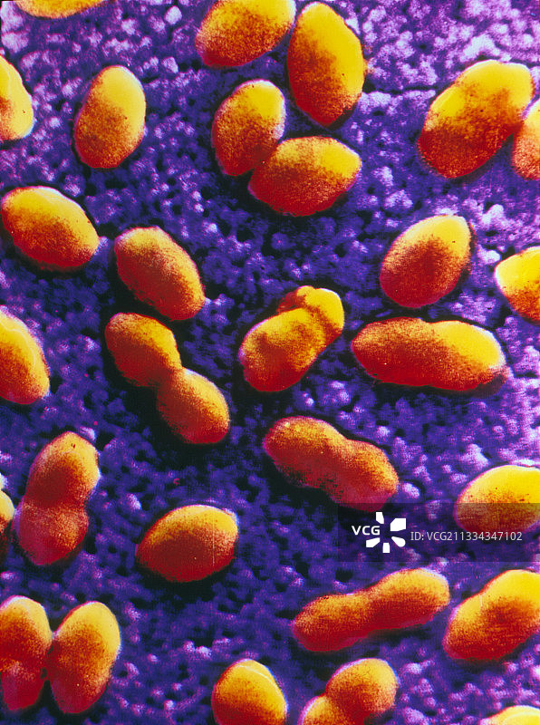 彩色扫描电子显微镜下的肺炎链球菌图片素材