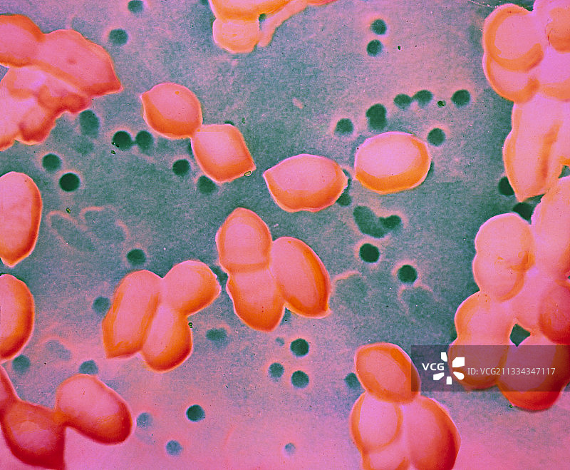 肺炎链球菌图片素材