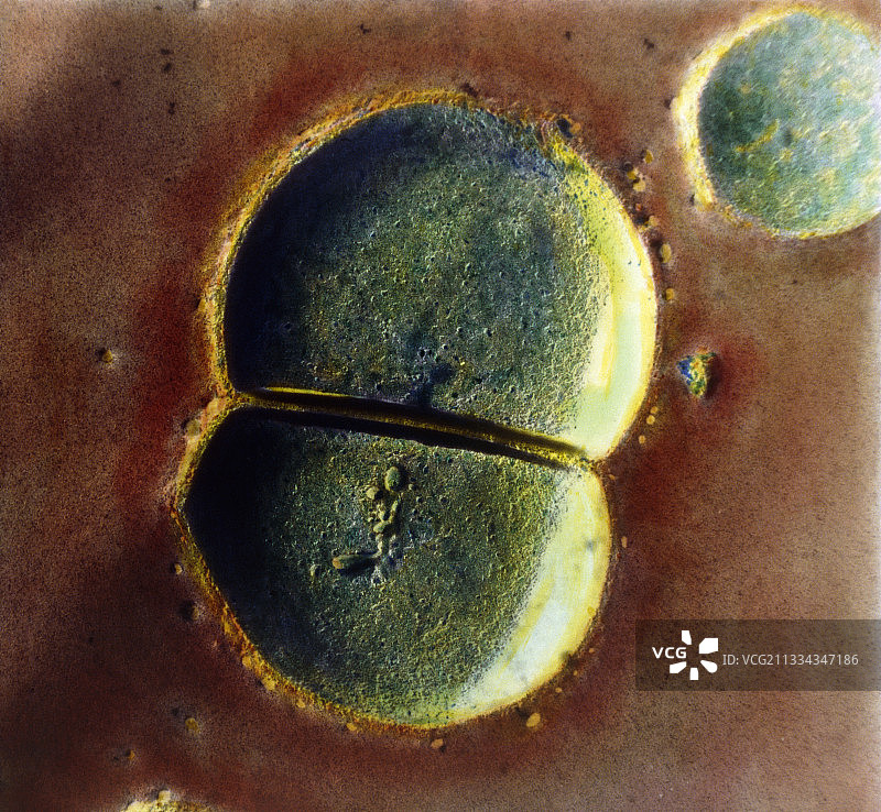 A组链球菌细菌分裂图片素材