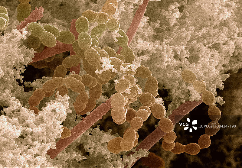 酸奶菌图片素材