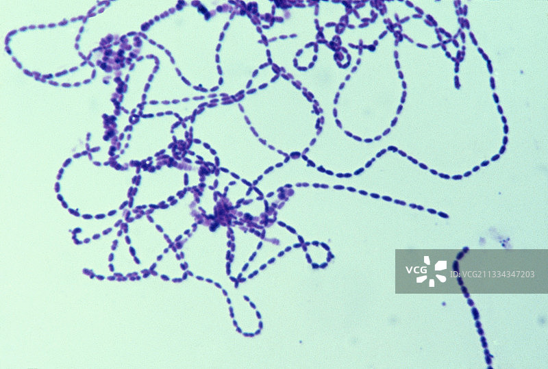 链球菌图片素材