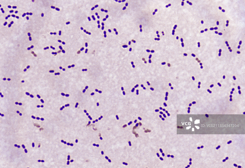 链球菌图片素材