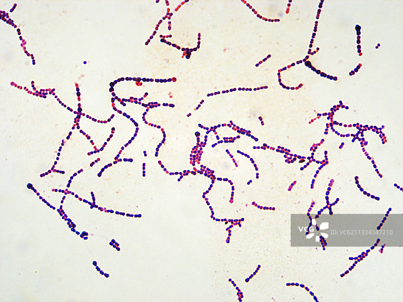 肺炎链球菌图片素材