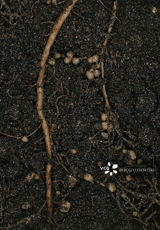 豆科植物的固氮根瘤图片素材