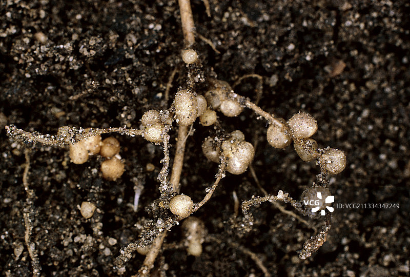 根瘤菌结节图片素材