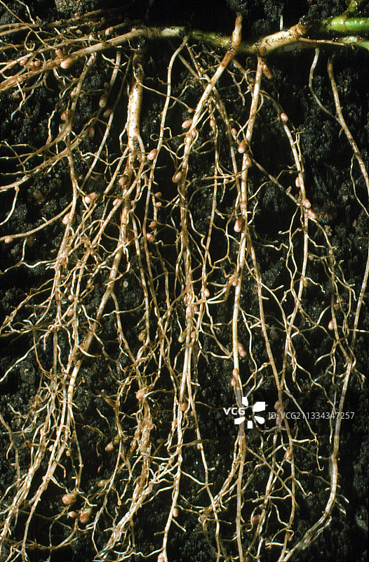 三叶草植物的固氮根瘤图片素材