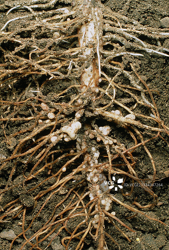 蚕豆的根瘤图片素材