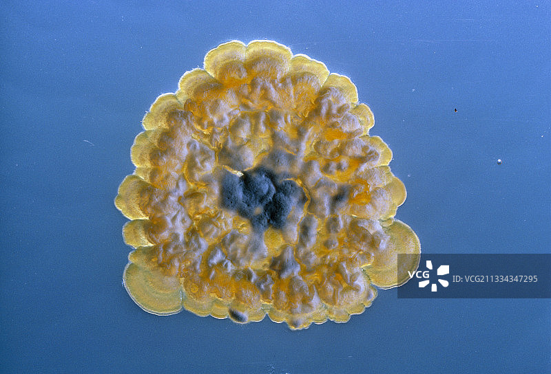 链霉菌属细菌群落图片素材