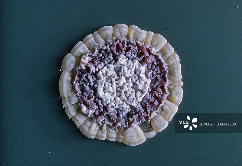 淡紫链霉菌菌落图片素材