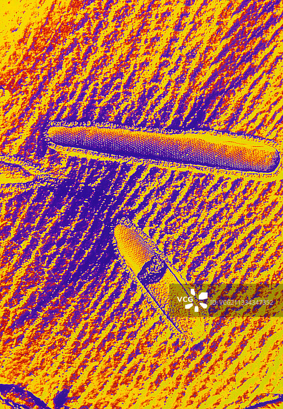 嗜热菌极端微生物古菌图片素材
