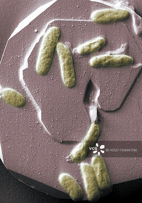 还原金属细菌SEM图像图片素材