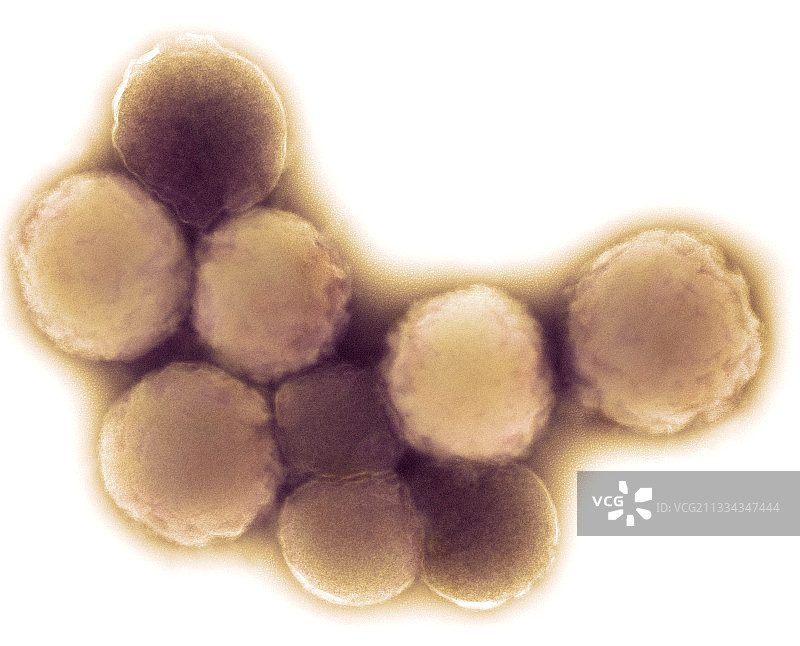山羊支原体菌图片素材