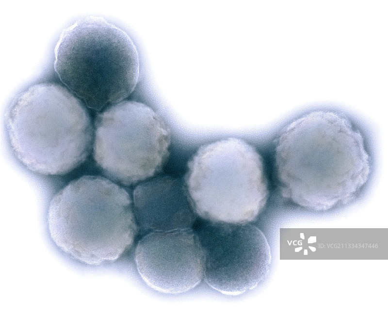 山羊支原体菌图片素材