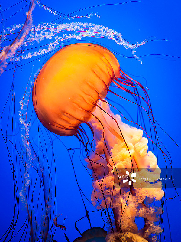 太平洋黄金水母图片素材