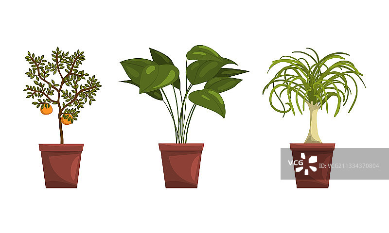 各种绿色热带盆栽图片素材