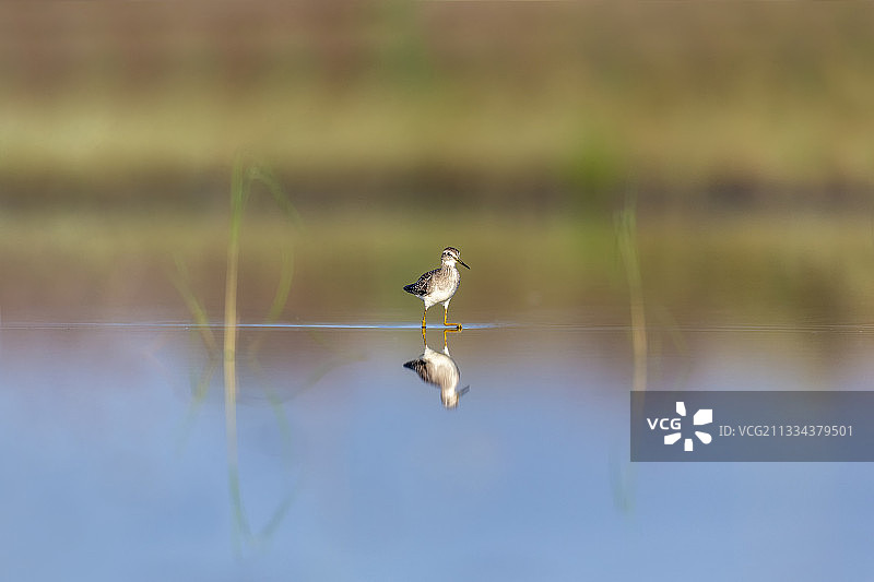 栖息于林缘开阔沼泽、溪流岸边，以小型无脊椎动物为食的林鹬鸟图片素材