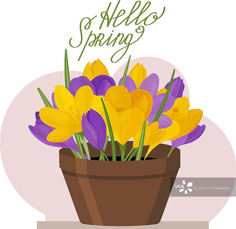 盆栽彩色番红花图片素材