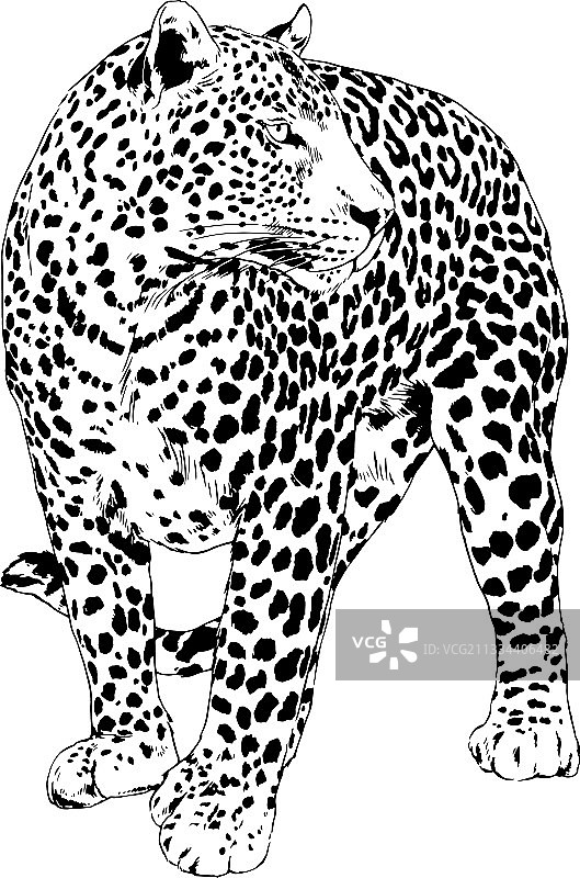 豹子手绘咆哮面部图片素材