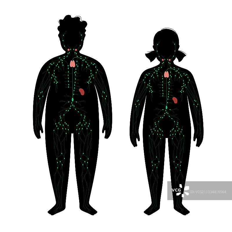 肥胖身体中的淋巴系统图片素材
