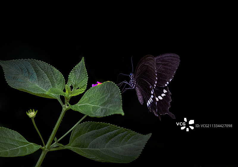 蝶恋花图片素材