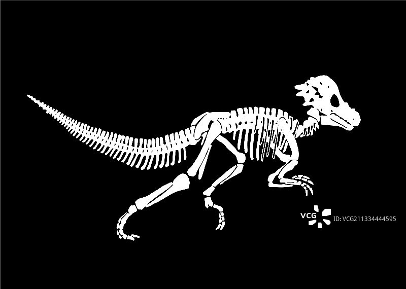 孤立的肿头龙骨骼图图片素材