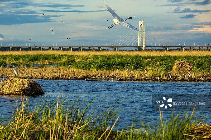 大庆龙凤湿地：白鹭飞越湿地桥图片素材