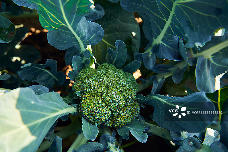 农场菜地里的西蓝花图片素材