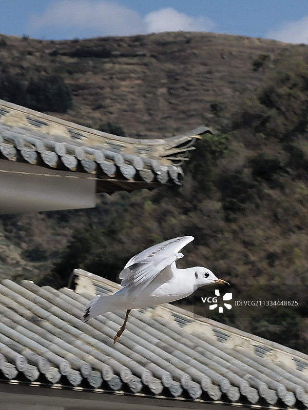 飞檐走壁的侠客-海鸥-云南玉溪抚仙湖图片素材