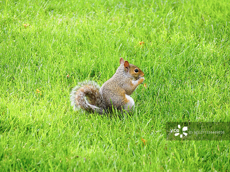 松鼠 美国波士顿图片素材