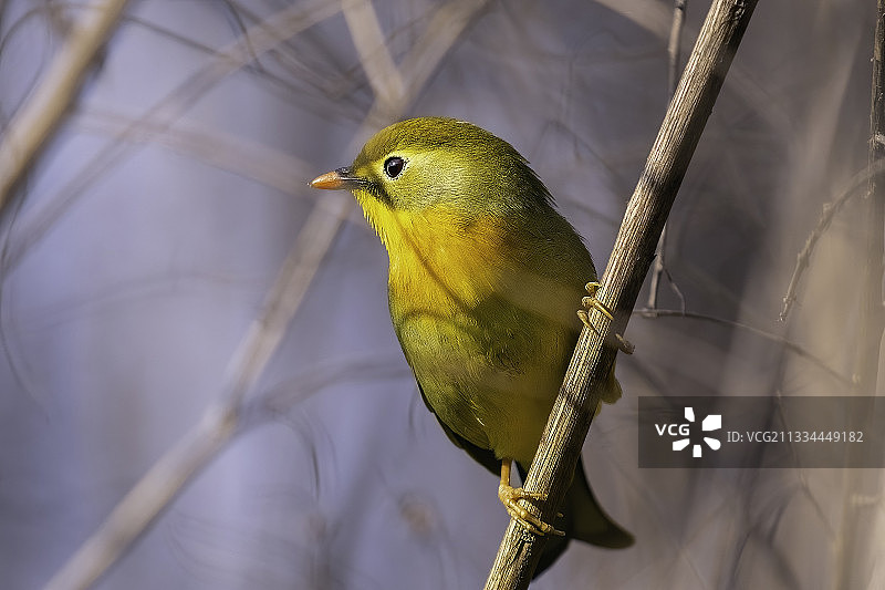 相思鸟图片素材