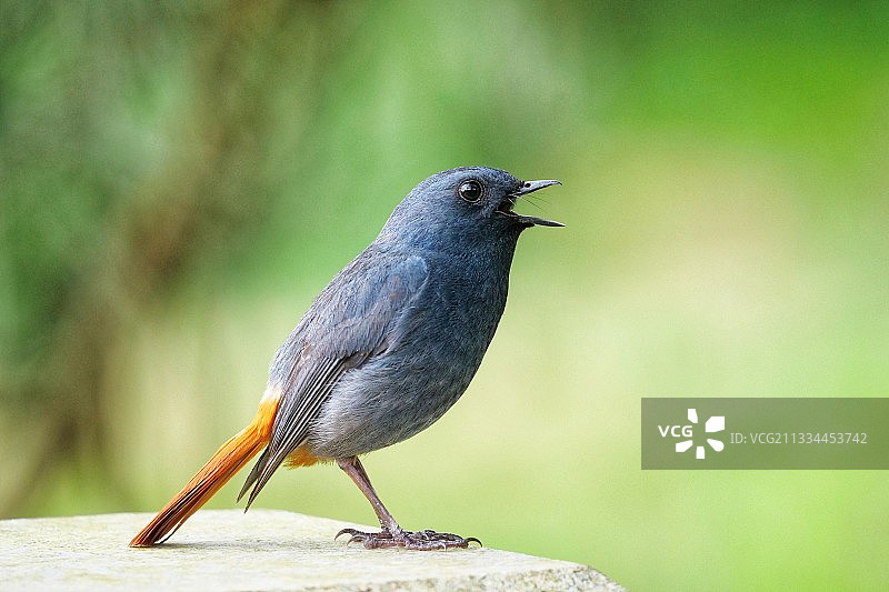 红尾水鸲图片素材