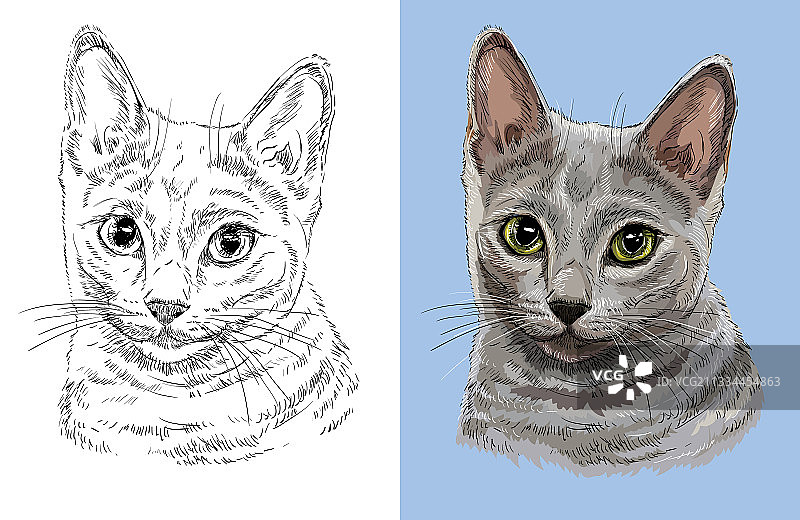 可爱的俄罗斯蓝猫肖像图片素材