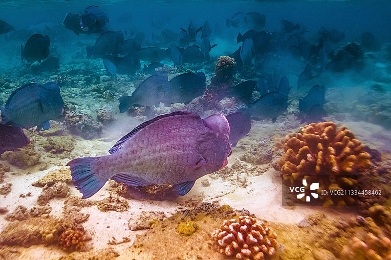 隆头鹦哥鱼图片素材