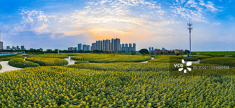 佛山市高明区向日葵花海图片素材
