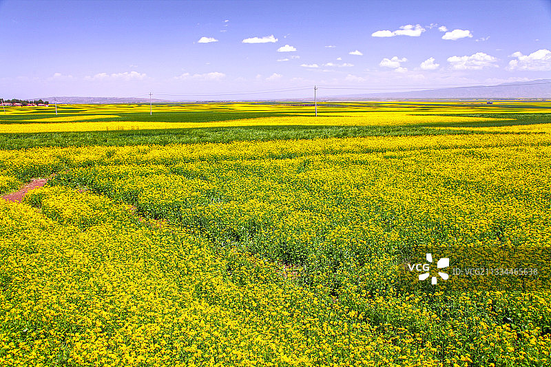 青海省张掖市民乐县扁都口生态休闲旅游区的油菜花田图片素材