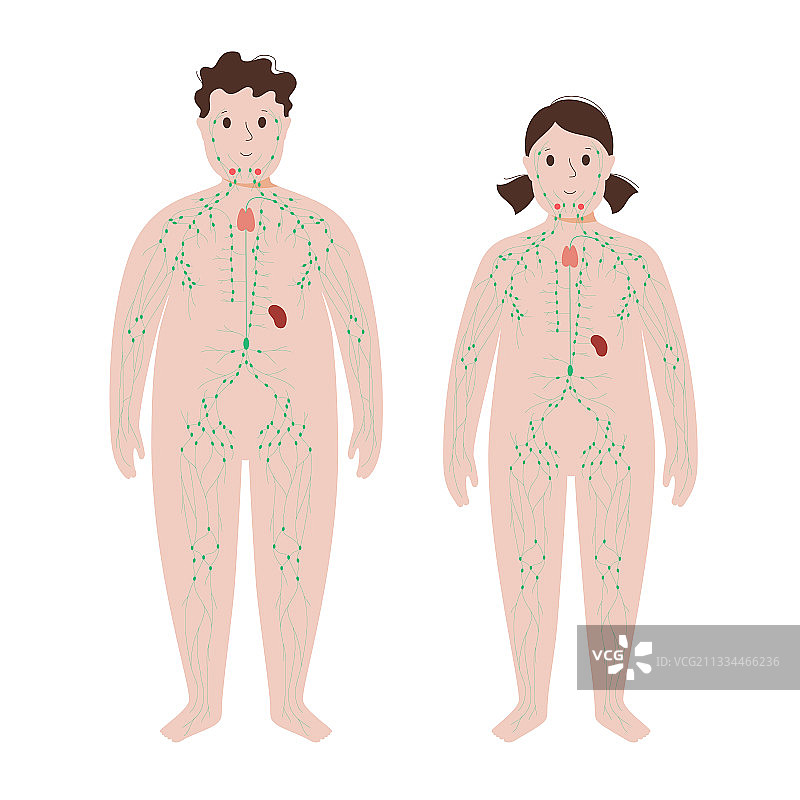 肥胖身体中的淋巴系统图片素材