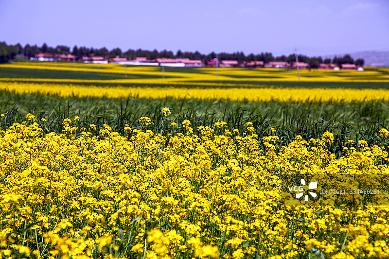 青海省张掖市民乐县扁都口生态休闲旅游区的油菜花田图片素材